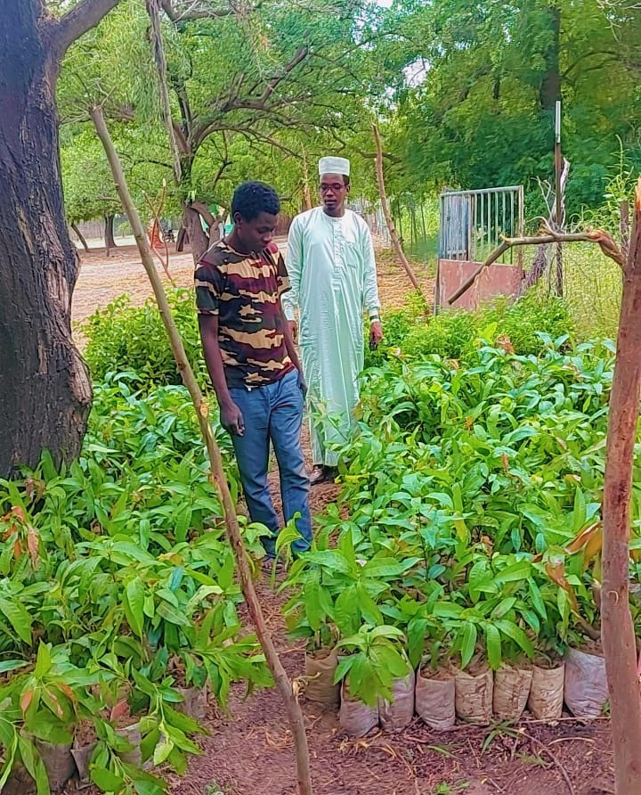 Tchad : la semaine nationale de l’arbre préparée activement.