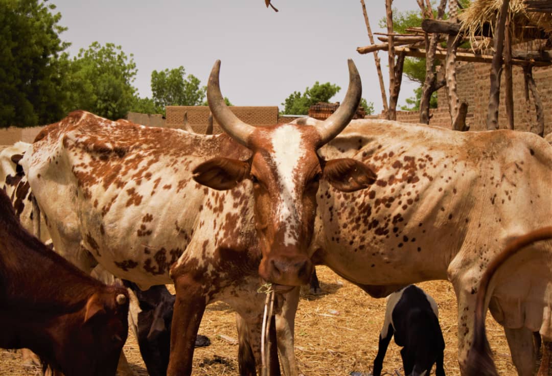 L’élevage des bovins au Tchad : un pilier de l’économie et de la sécurité alimentaire